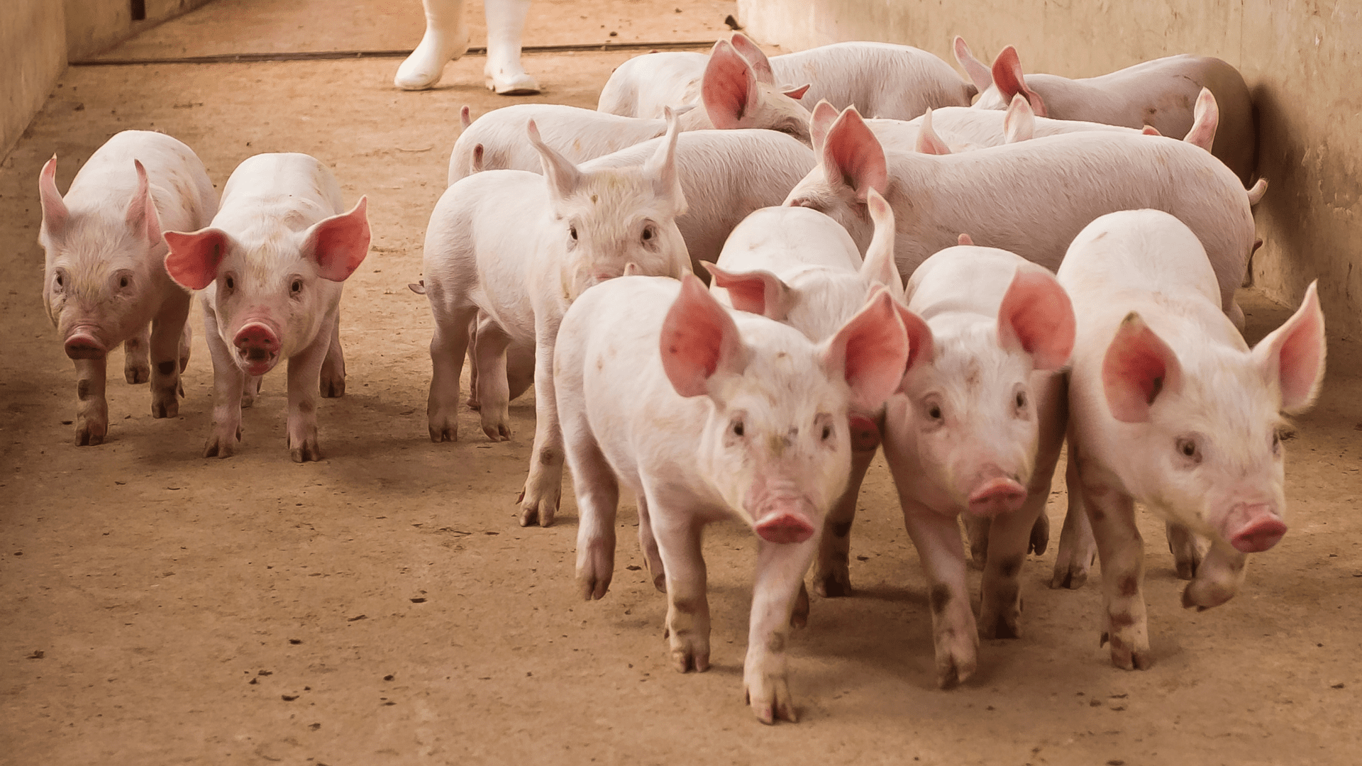 Foto articolo Saccarosio come sostituto del melasso Bioshift